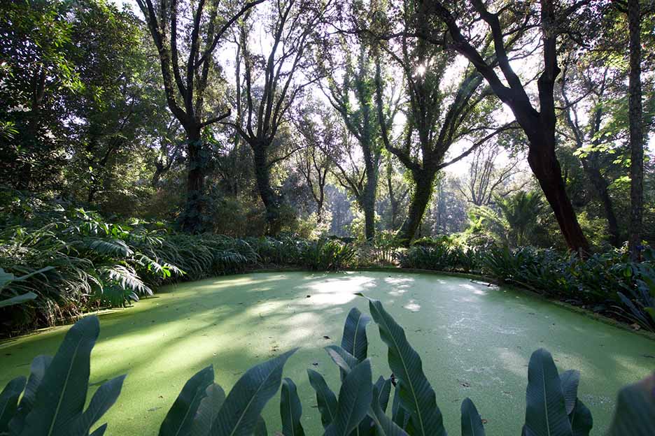 Lo stagno ricoperto di vegetazione nel cuore del Giardino Botanico, un angolo di serena naturalità